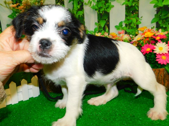 Jack Russell Terrier puppy for sale + 65813
