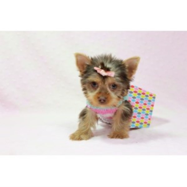 teacup puppies for sale las vegas terrier yorkie puppies and dogs for sale and adoption page 1 teacup puppies for sale las vegas terrier yorkie puppies and dogs for sale and adoption page 1