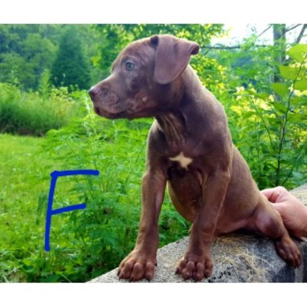 American Pit Bull Terrier puppy for sale + 46757