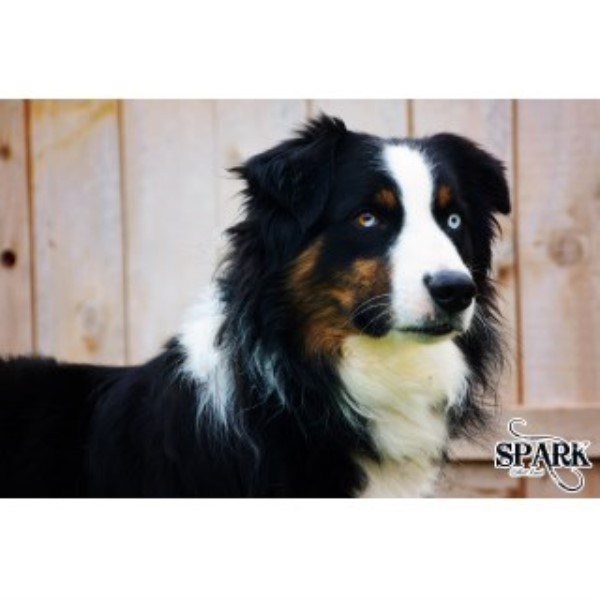 Australian Shepherd Dog puppy for sale + 46496