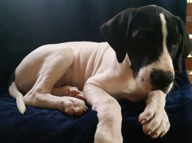 Great Dane puppy for sale + 47133