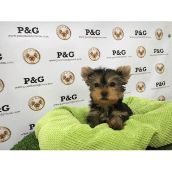 Yorkshire Terrier puppy for sale + 46524