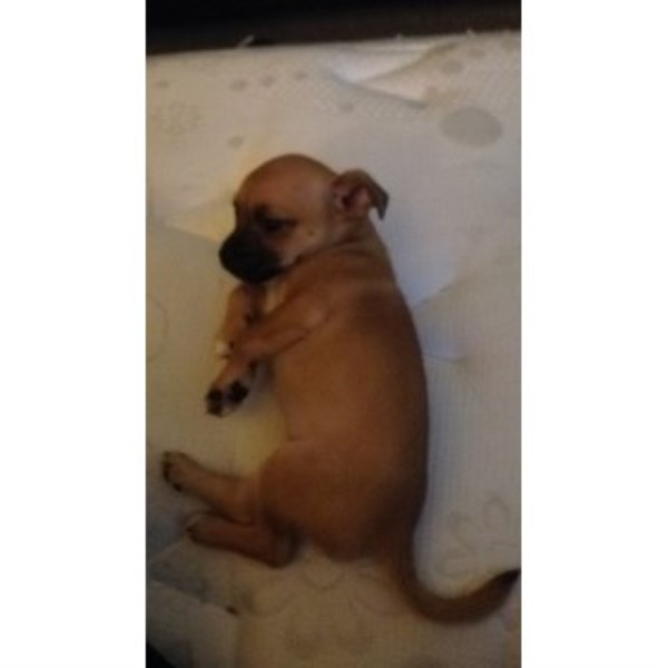 Chihuahua puppy for sale + 46017