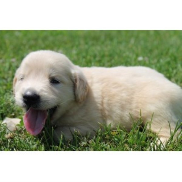 Golden Retriever puppy for sale + 46225