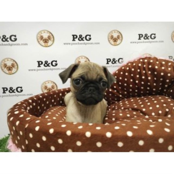 Pug puppy for sale + 46915