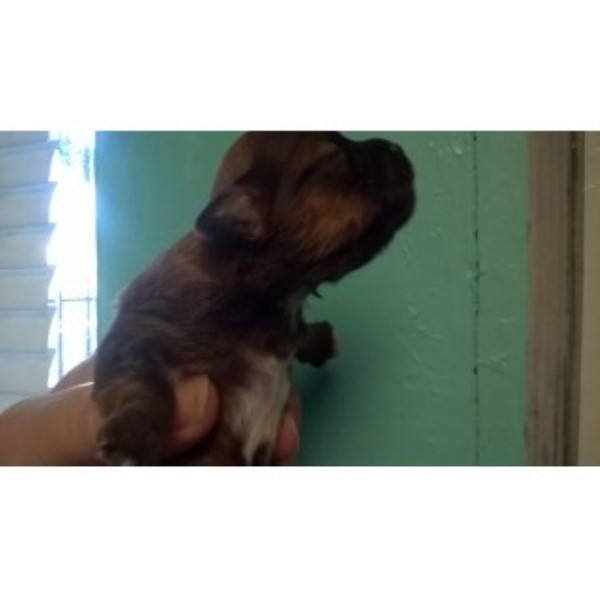 Shih Tzu puppy for sale + 44631
