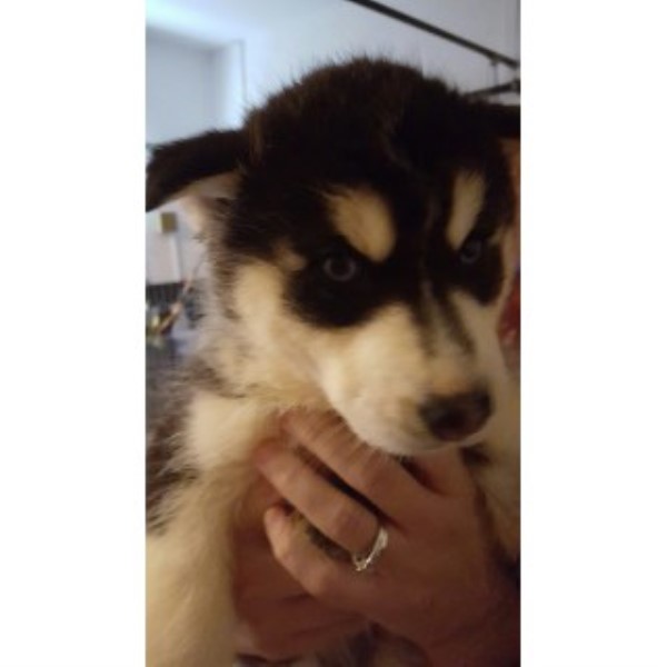 Siberian Husky puppy for sale + 44152