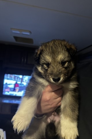 Alaskan Malamute puppy for sale + 65699