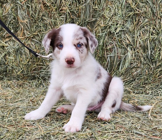 Australian Shepherd Dog puppy for sale + 65215