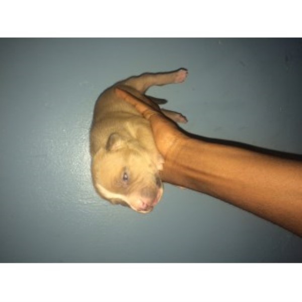 American Bully Puppies Abkc Registered