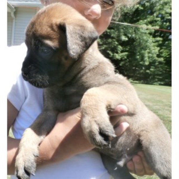Bullmastiff puppy for sale + 45897