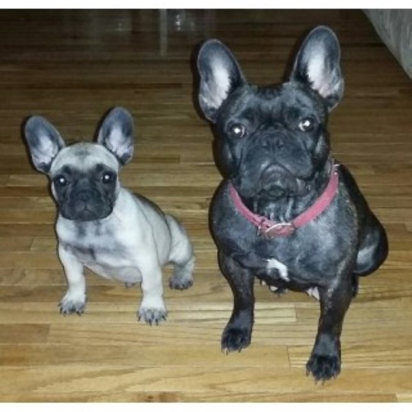 French Bulldog puppy for sale + 46012