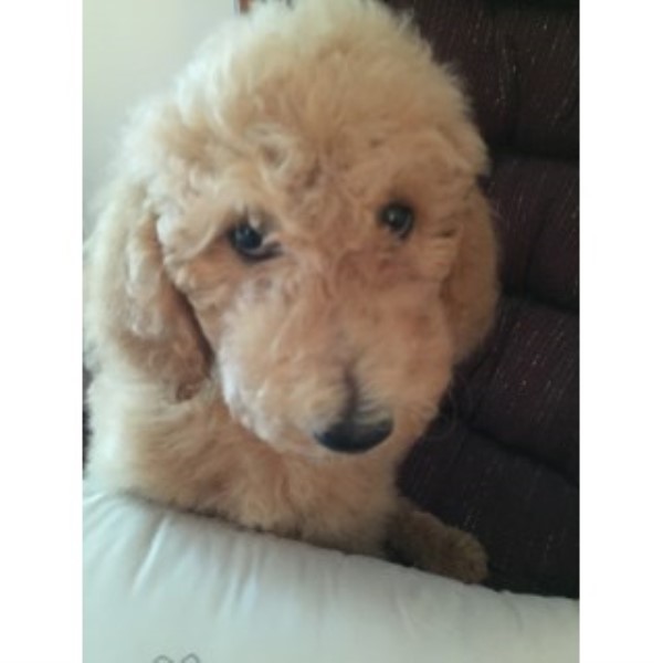 Goldendoodle puppy for sale + 46631