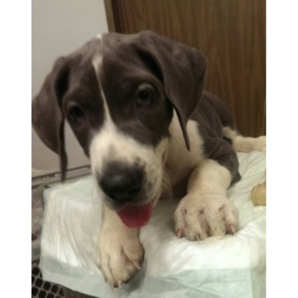 Great Dane puppy for sale + 45494