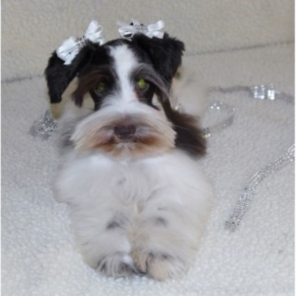 Miniature Schnauzer puppy for sale + 46542