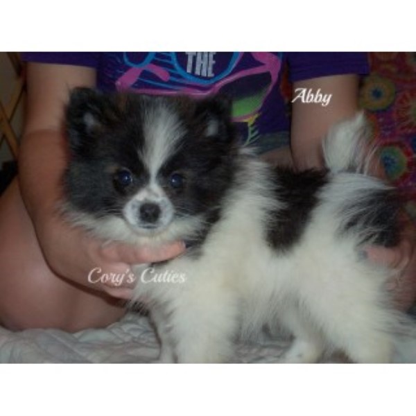 Pomeranian puppy for sale + 46223