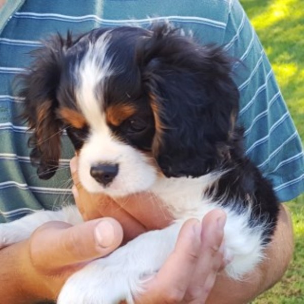 Cavalier King Charles Spaniel puppy for sale + 45340