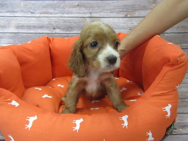 Cockapoo puppy for sale + 46977