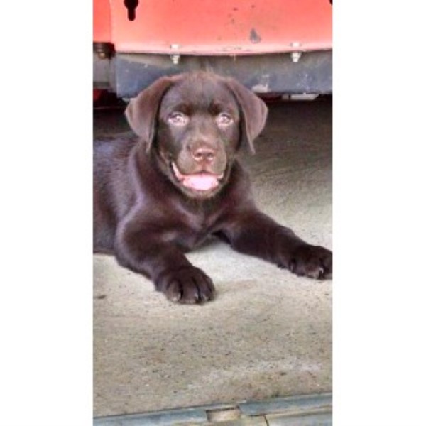 Purebred AKC English Chocolate Labrador Male Pup For Sale