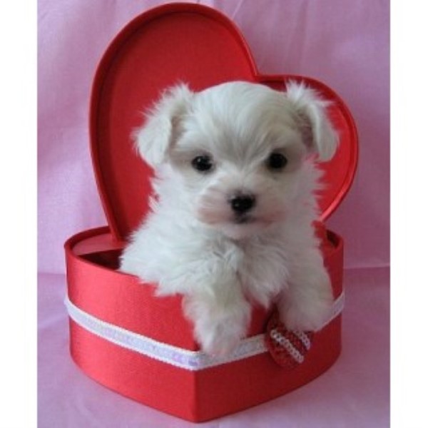 Maltese puppy for sale + 46935