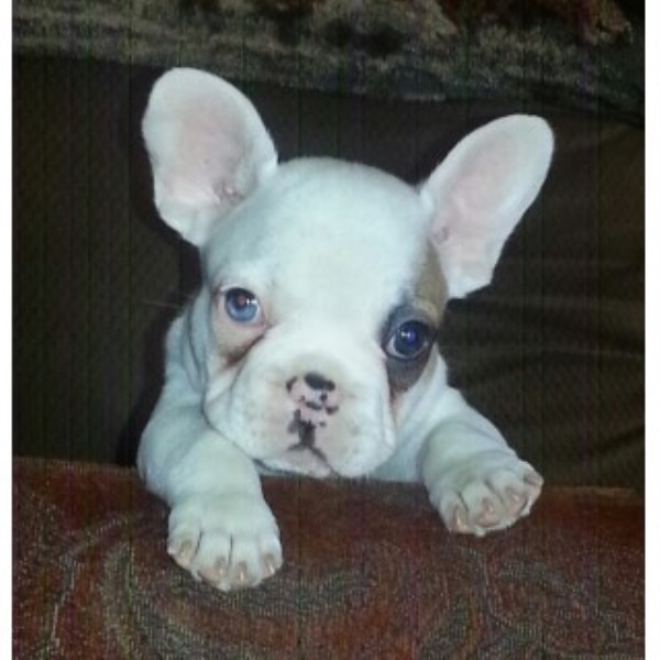 French Bulldog Puppies AKC Male And Females