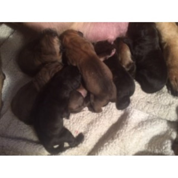 Mastiff puppy for sale + 44223