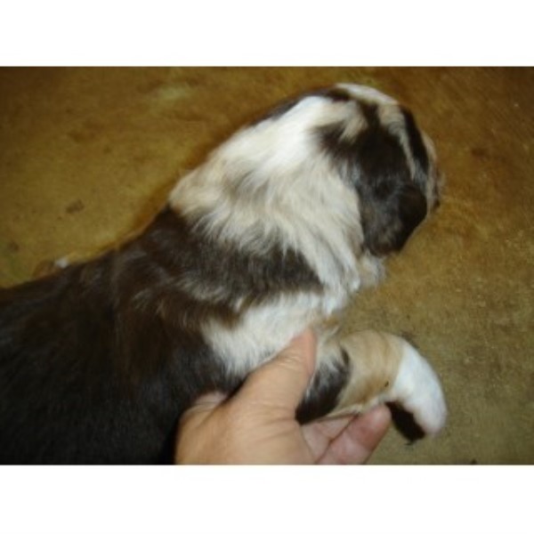 Australian Shepherd Dog puppy for sale + 45336
