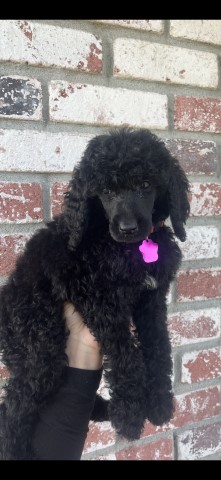 Poodle Standard puppy for sale + 64859