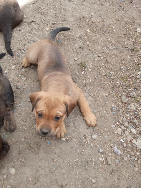 Cane Corso puppy for sale + 65889
