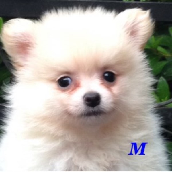 Pomeranian puppy for sale + 46220