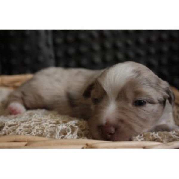Miniature Australian Shepherd puppy for sale + 46738