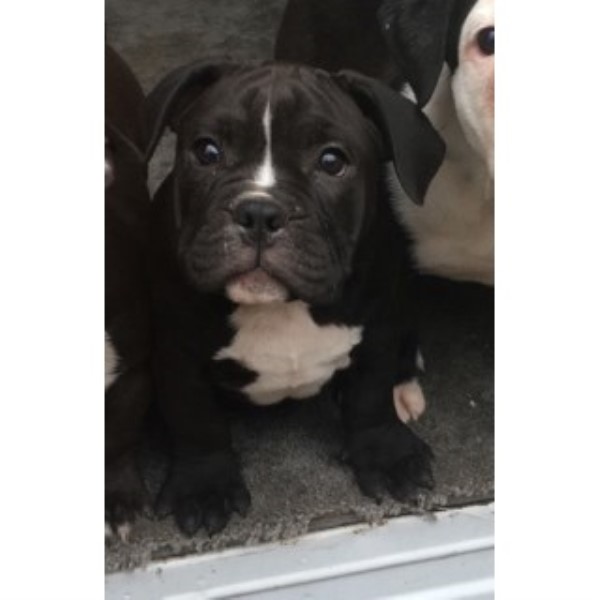 English Bulldog puppy for sale + 45717