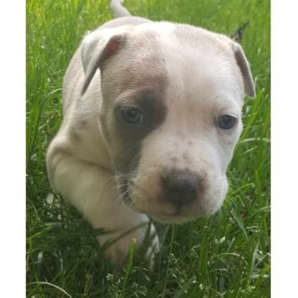 American Pit Bull Terrier puppy for sale + 46226