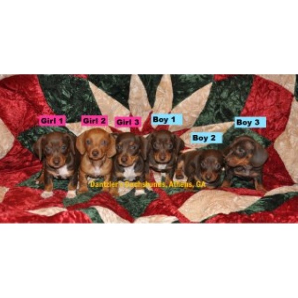 Dachshund puppy for sale + 46762