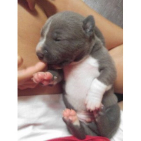 American Staffordshire Terrier puppy for sale + 46422
