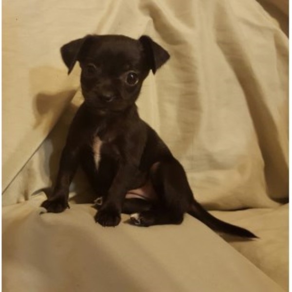 Chihuahua puppy for sale + 45811