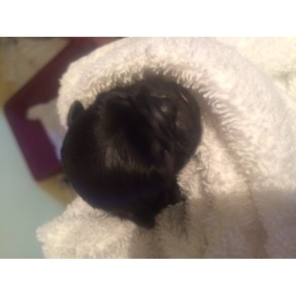 Pug puppy for sale + 46084