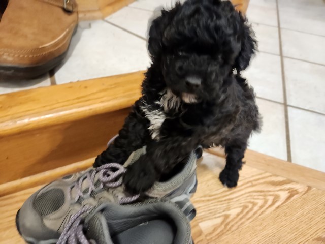 Poodle Toy puppy for sale + 64463