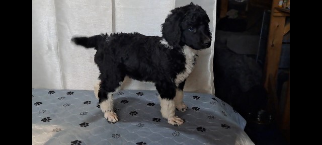 Poodle Standard puppy for sale + 65060