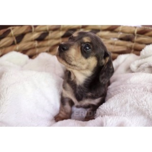 Dachshund puppy for sale + 45754