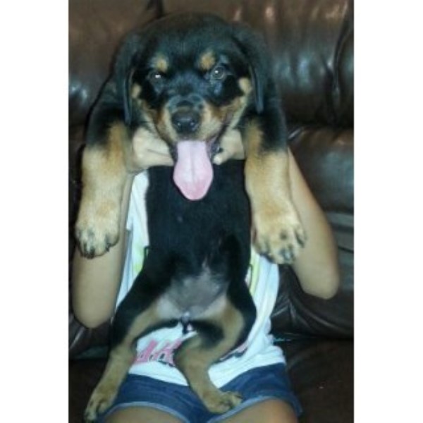 Rottweiler puppy for sale + 46540