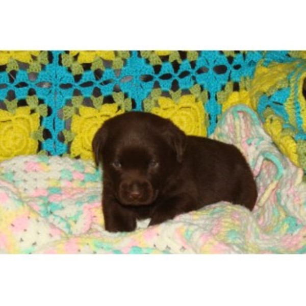 AKC English Chocolate/black Labrador Puppies