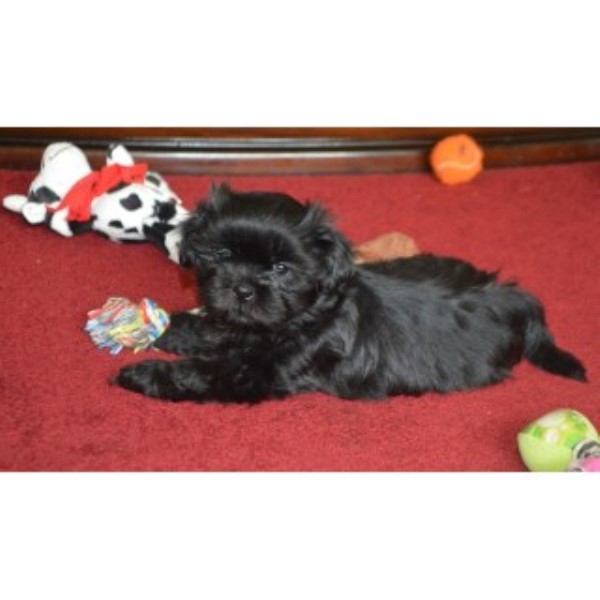 Shih Tzu puppy for sale + 45574