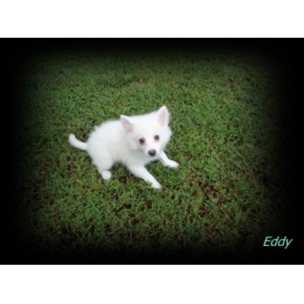 American Eskimo Dog puppy for sale + 46655