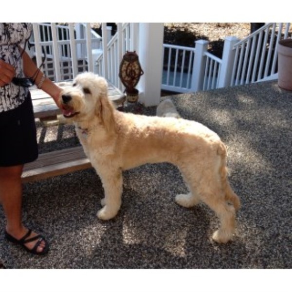 Goldendoodle puppy for sale + 46265