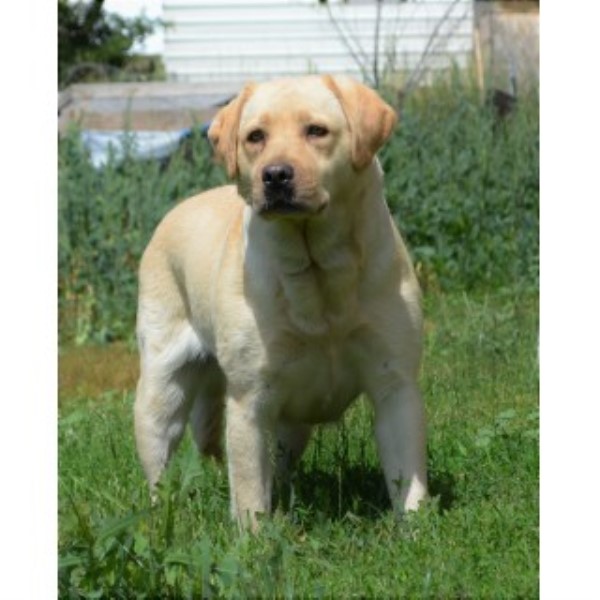 Labrador Retriever puppy for sale + 45027