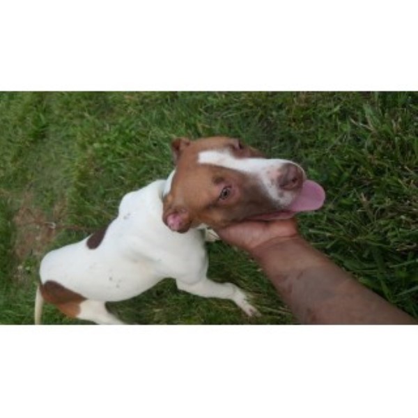 American Pit Bull Terrier puppy for sale + 46048