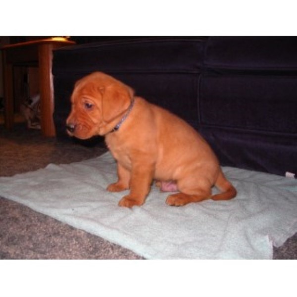 Labrador Retriever puppy for sale + 44471