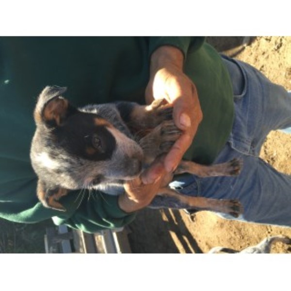 Australian Cattle Dog Puppies For Sale