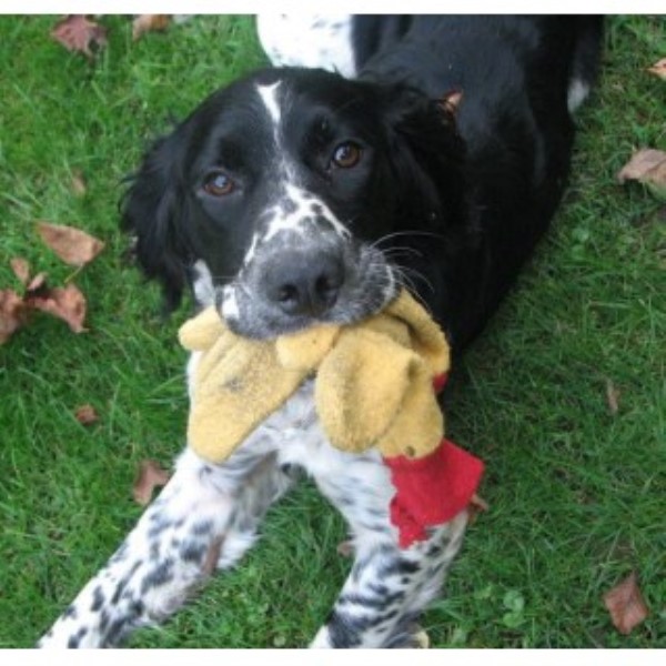 springer spaniel puppies for adoption springer spaniel puppies and dogs for sale and adoption freedoglistings springer spaniel puppies for adoption springer spaniel puppies and dogs for sale and adoption freedoglistings